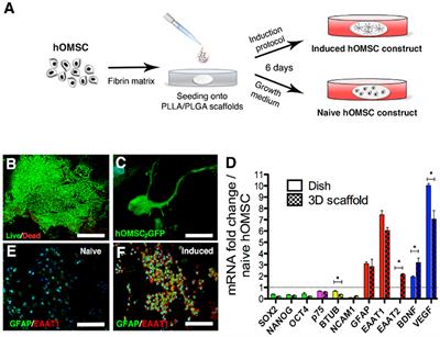 Implantation of 3D Constructs Embedded with Oral Mucosa-Derived Cells Induces Functional Recovery in Rats with Complete Spinal Cord Transection